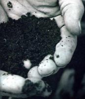 Steve Storch - Nutrient Rich Soil