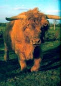 Organic Grass-fed Highland Cow Manure